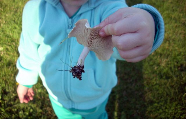 bambini possono mangiare i funghi fiaba Ministero Salute