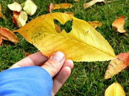 10 frasi sull'autunno in inglese da fare imparare ai bambini