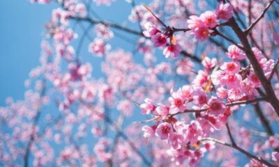 ciliegi in fiore primavera