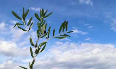 Ramo Ulivo Domenica Delle Palme