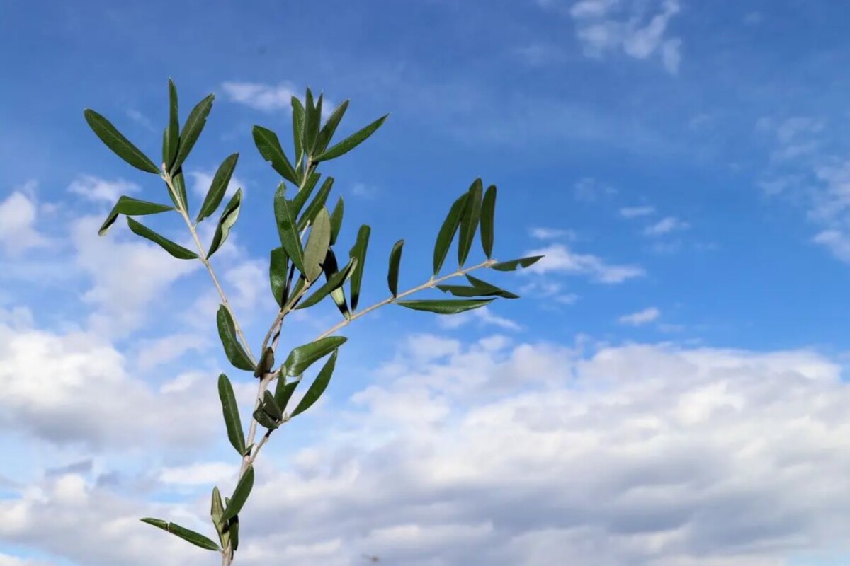 Ramo Ulivo Domenica Delle Palme