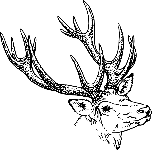 I disegni della renna da colorare per bambini