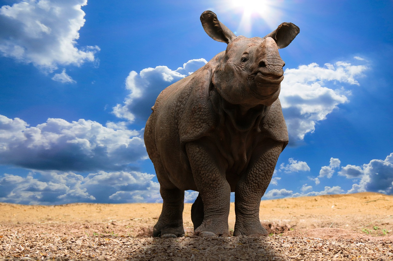 Le più interessanti curiosità sui rinoceronti da raccontare ai bimbi
