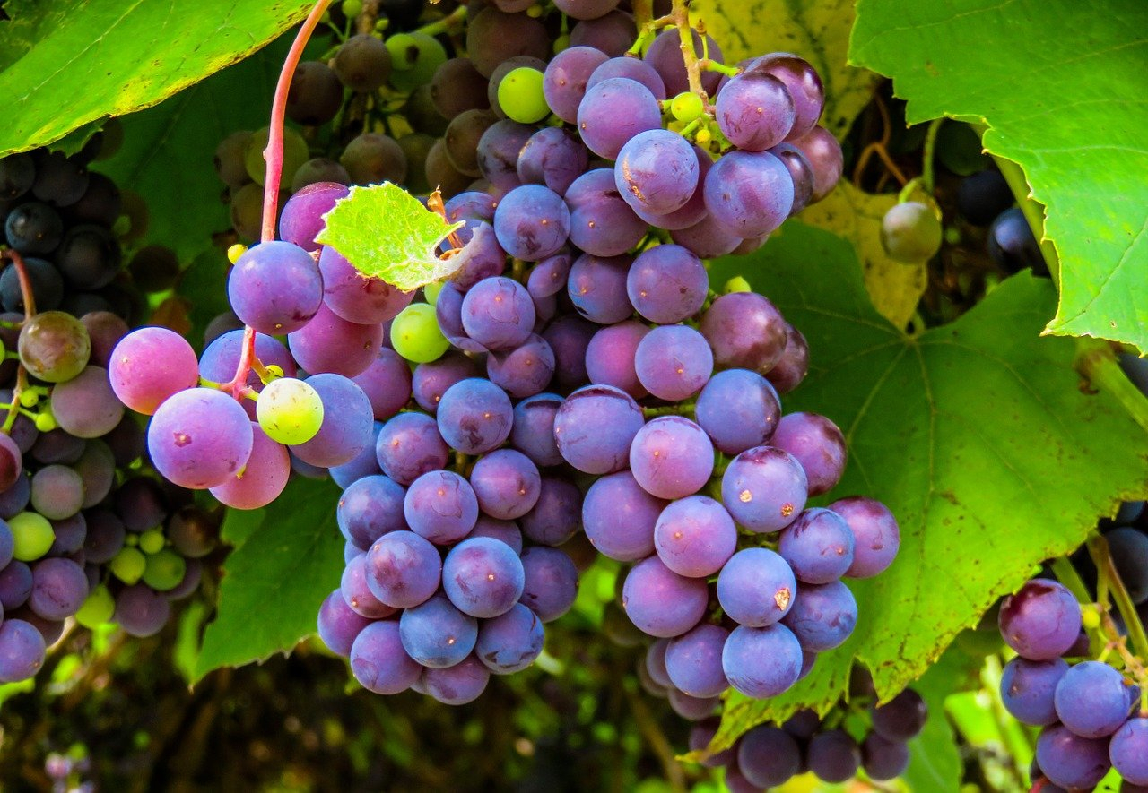 Come spiegare la vendemmia ai bambini