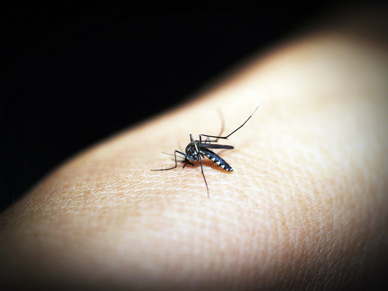 Approvato dall'Oms il primo vaccino contro la malaria