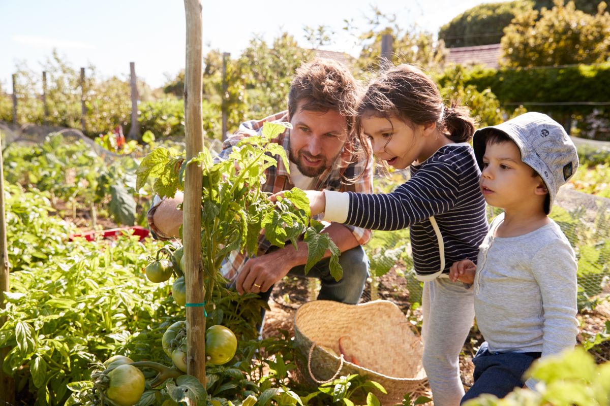 papà e figli nell'orto