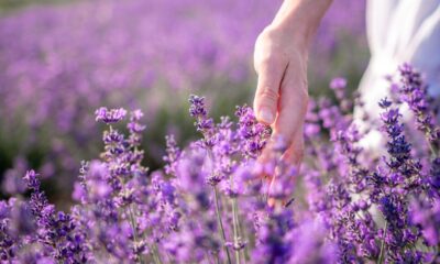 Mano che accarezza fiori di lavanda