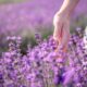 Mano che accarezza fiori di lavanda