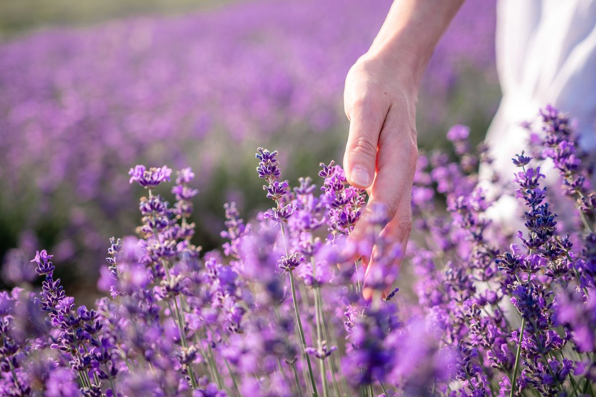 Mano che accarezza fiori di lavanda